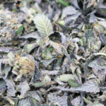 Hand Trim Weed Strain